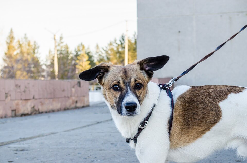 pretty dog on leash