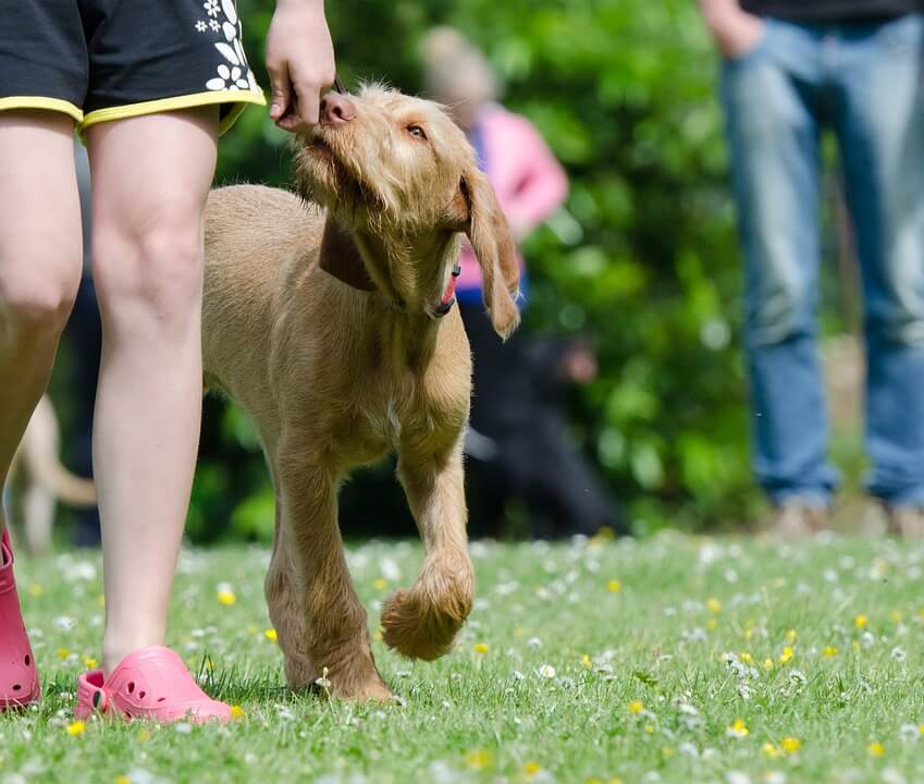 Training your puppy or dog is one of the best parts of being a pet owner.