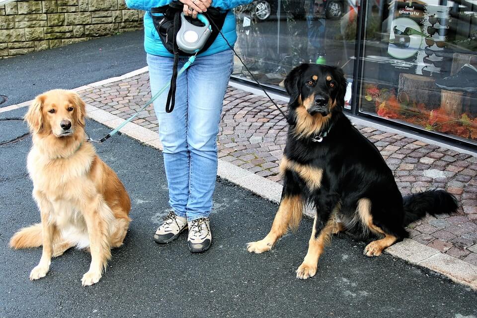 dogs on leash in city