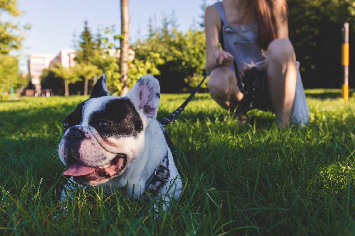 close up dog on leash