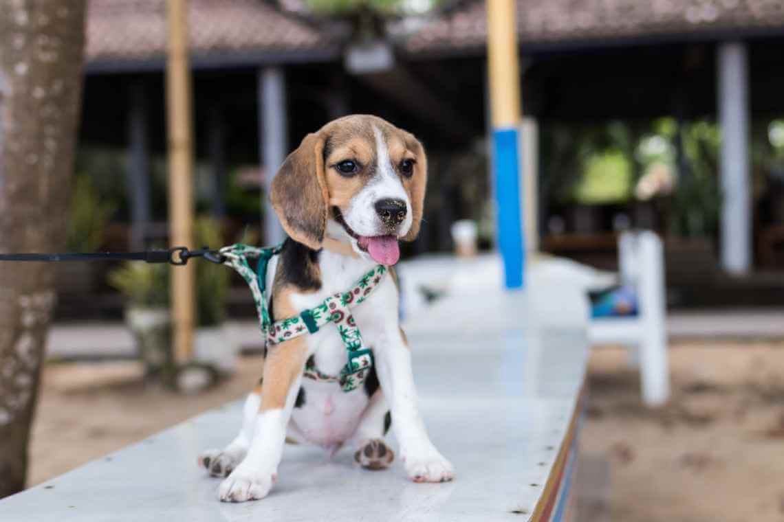 beagle puppy on a leash