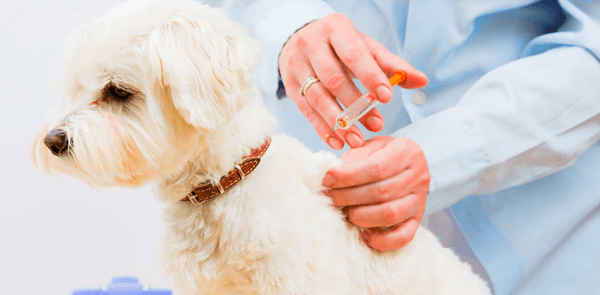 Immunizations and Your Dog – What You Need to Know