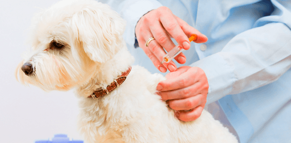 what vaccines are legally required for dogs