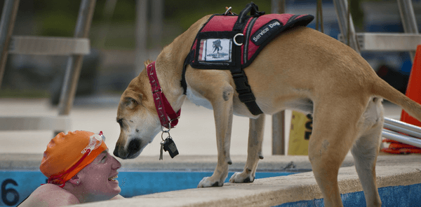 International Assistance Dog Week: How To Interact With A Service Dog
