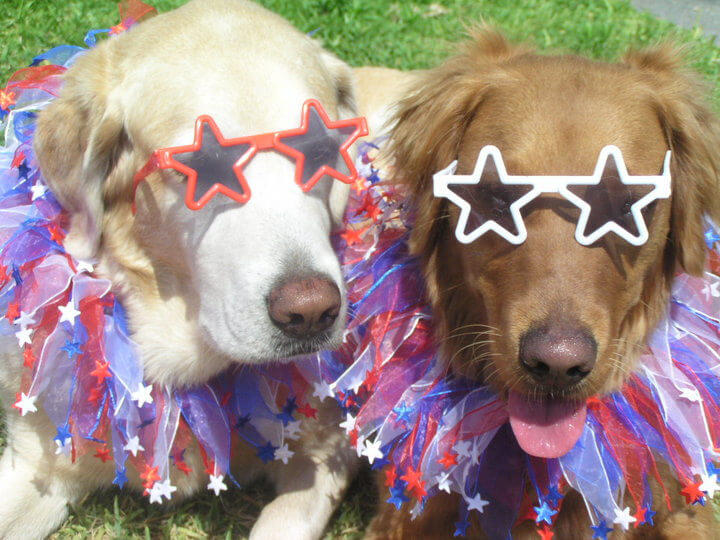 4th of July dog cuties