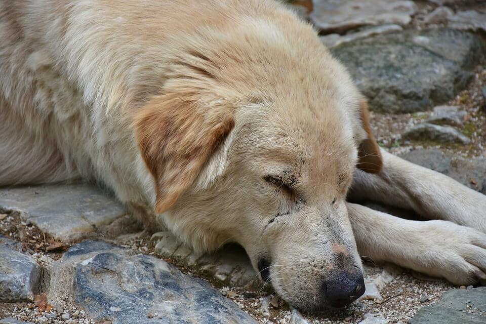 find someone to help direct traffic so you can help the injured animal