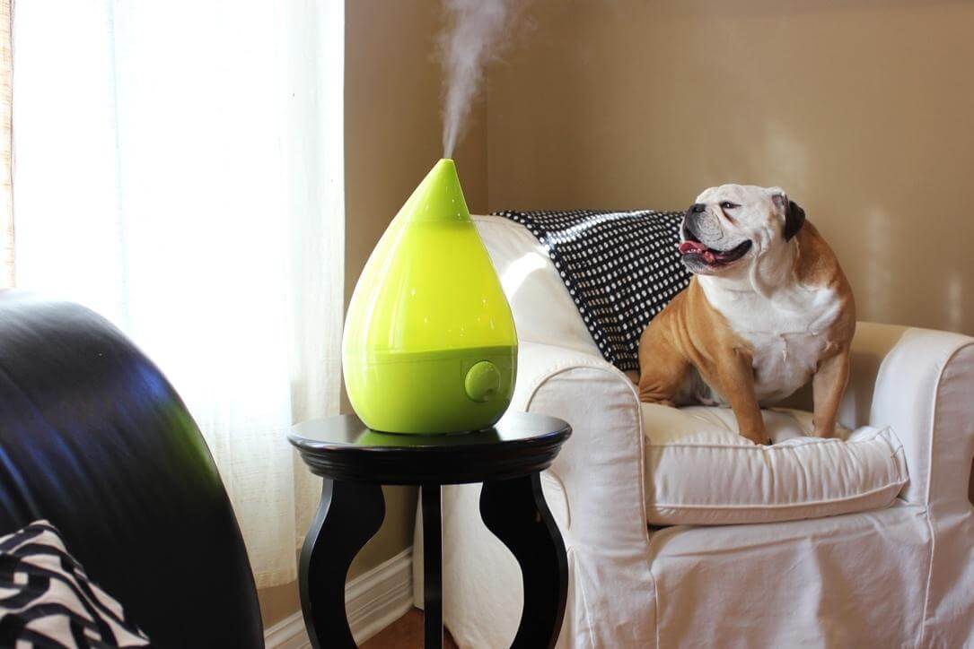 dog humidifier for asthma