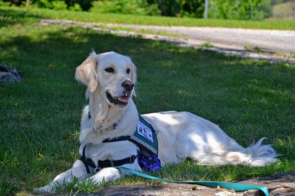 What You CAN Do Around A Service Dog