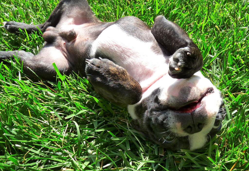 happy puppy in backyard