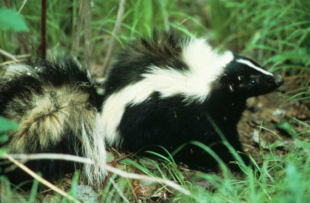 skunk dangerous for dogs