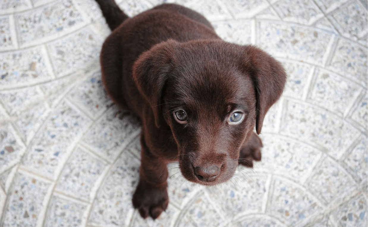 adorable puppy
