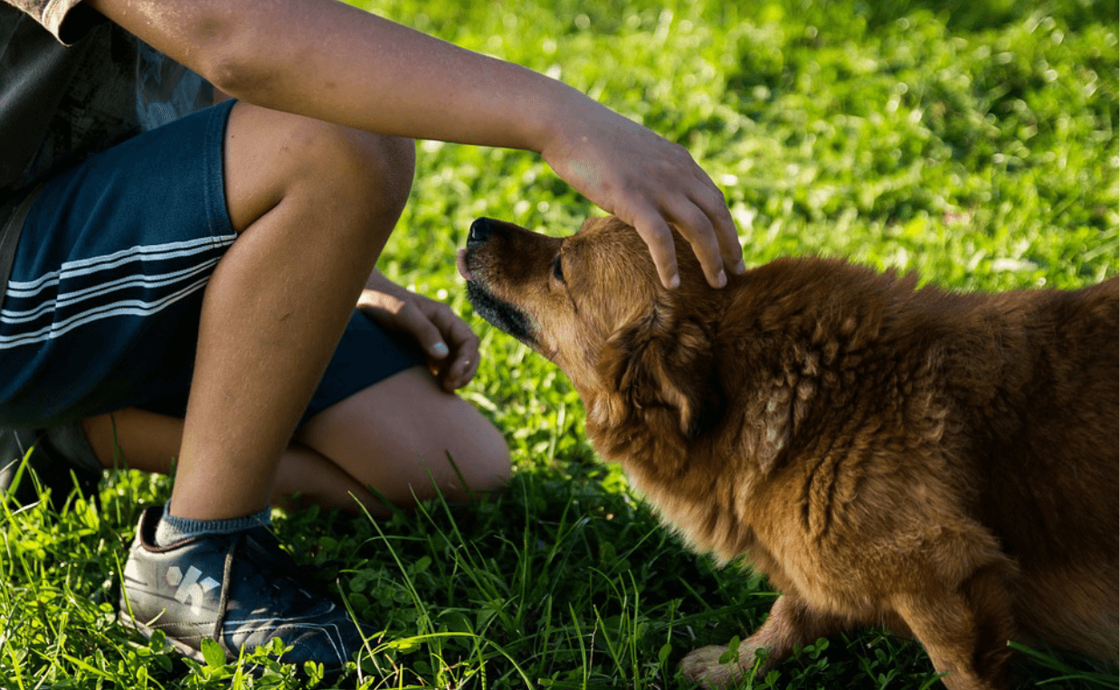 child playing with dog in the summer