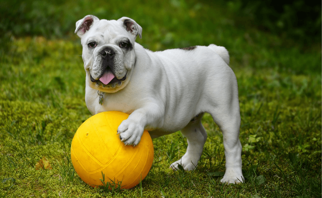 bulldog playing soccer