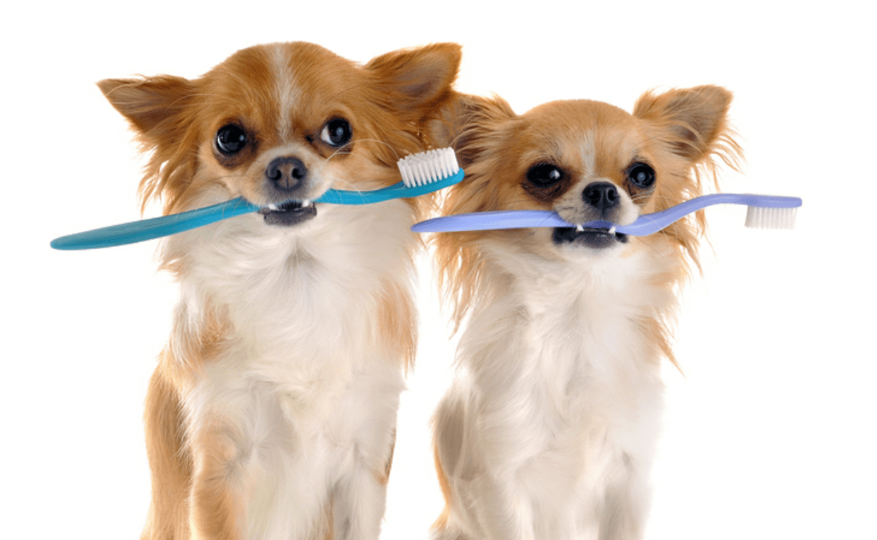 chihuahuas-with-toothbrush