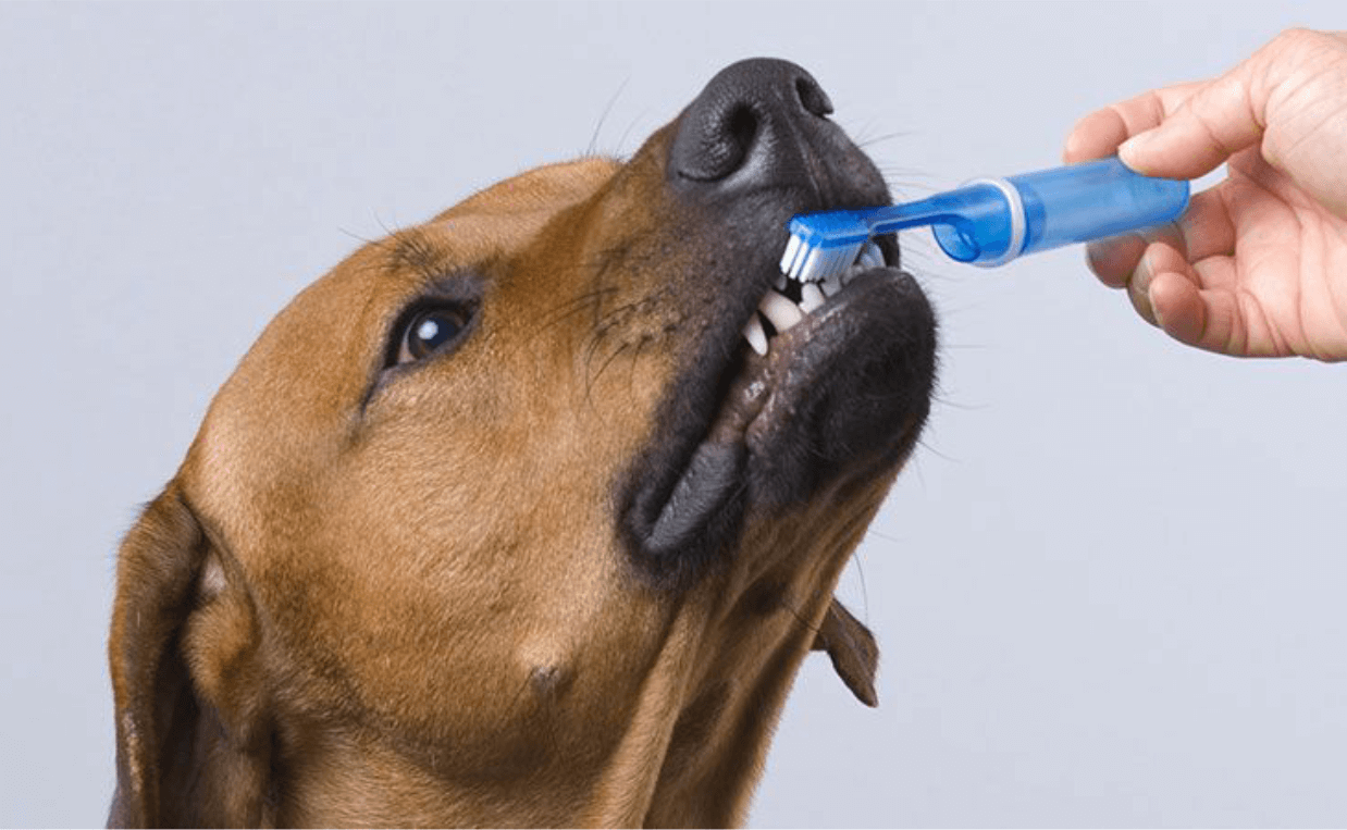dog getting tooth brushed