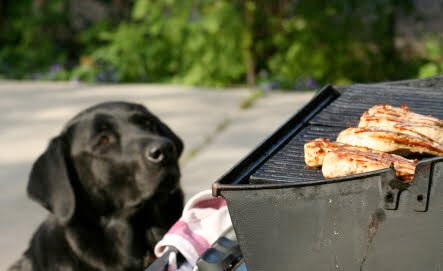 grill dangerous for dogs
