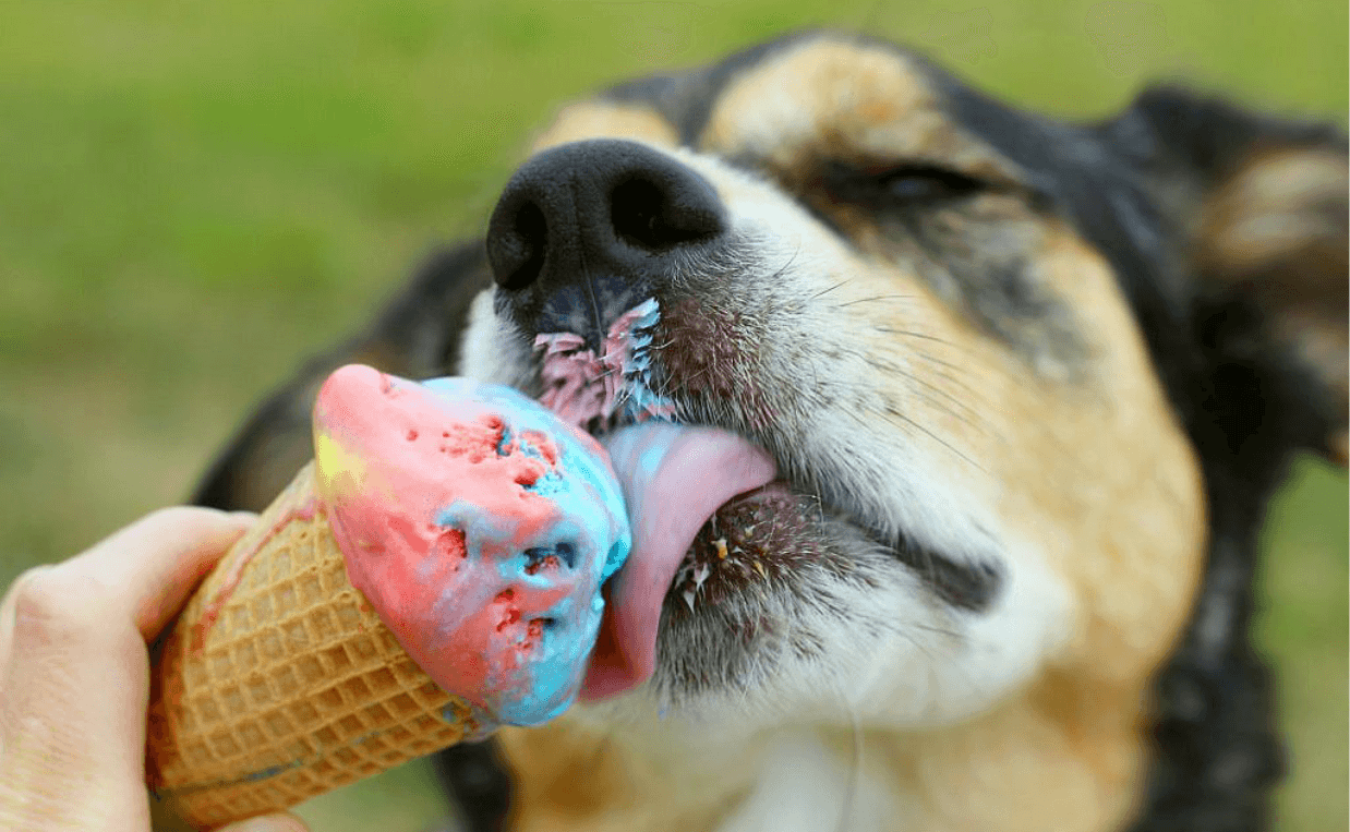 dog ice cream