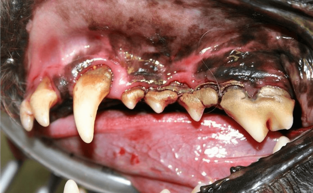 dog periodontal disease