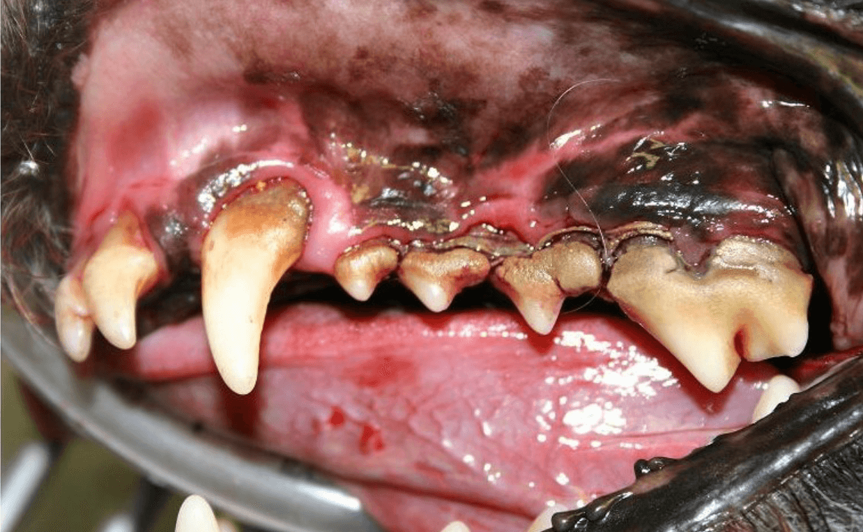 what can i give my dog for gum disease