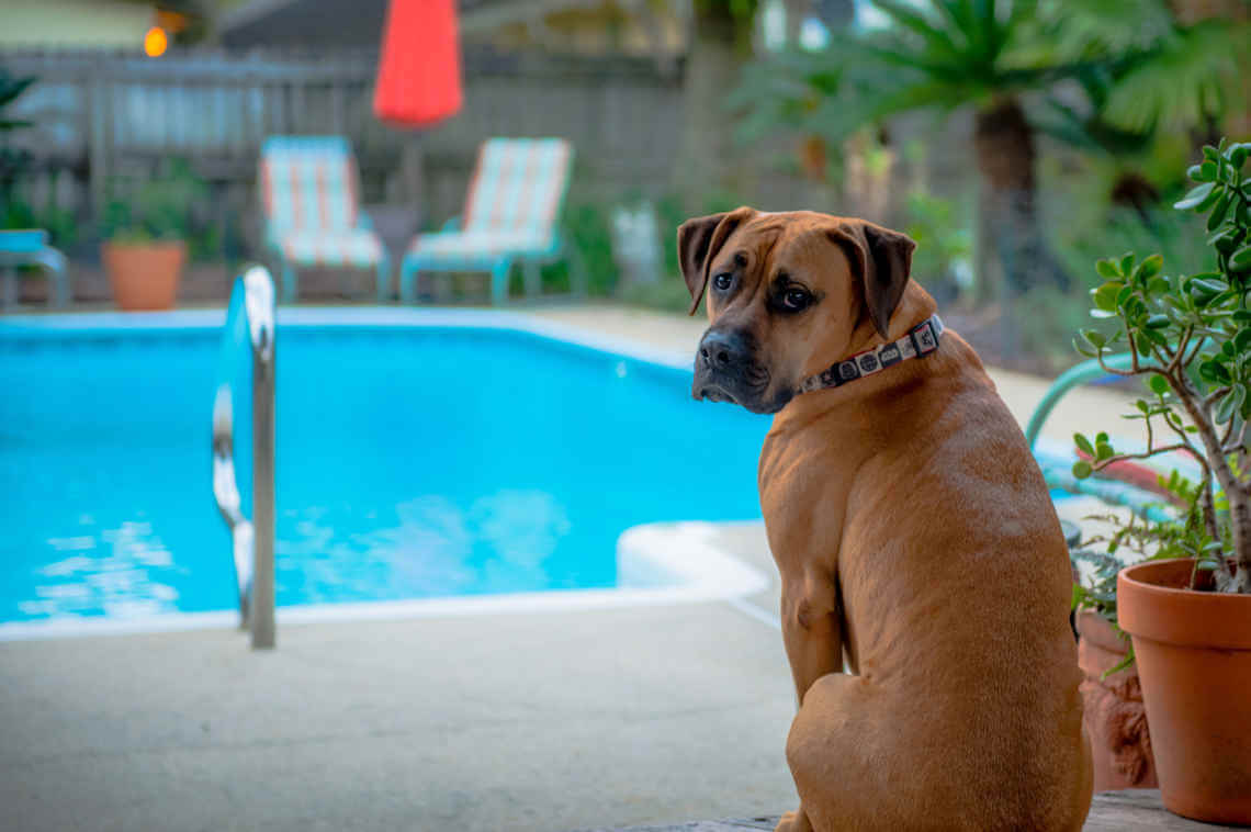 pool dangerous for dog