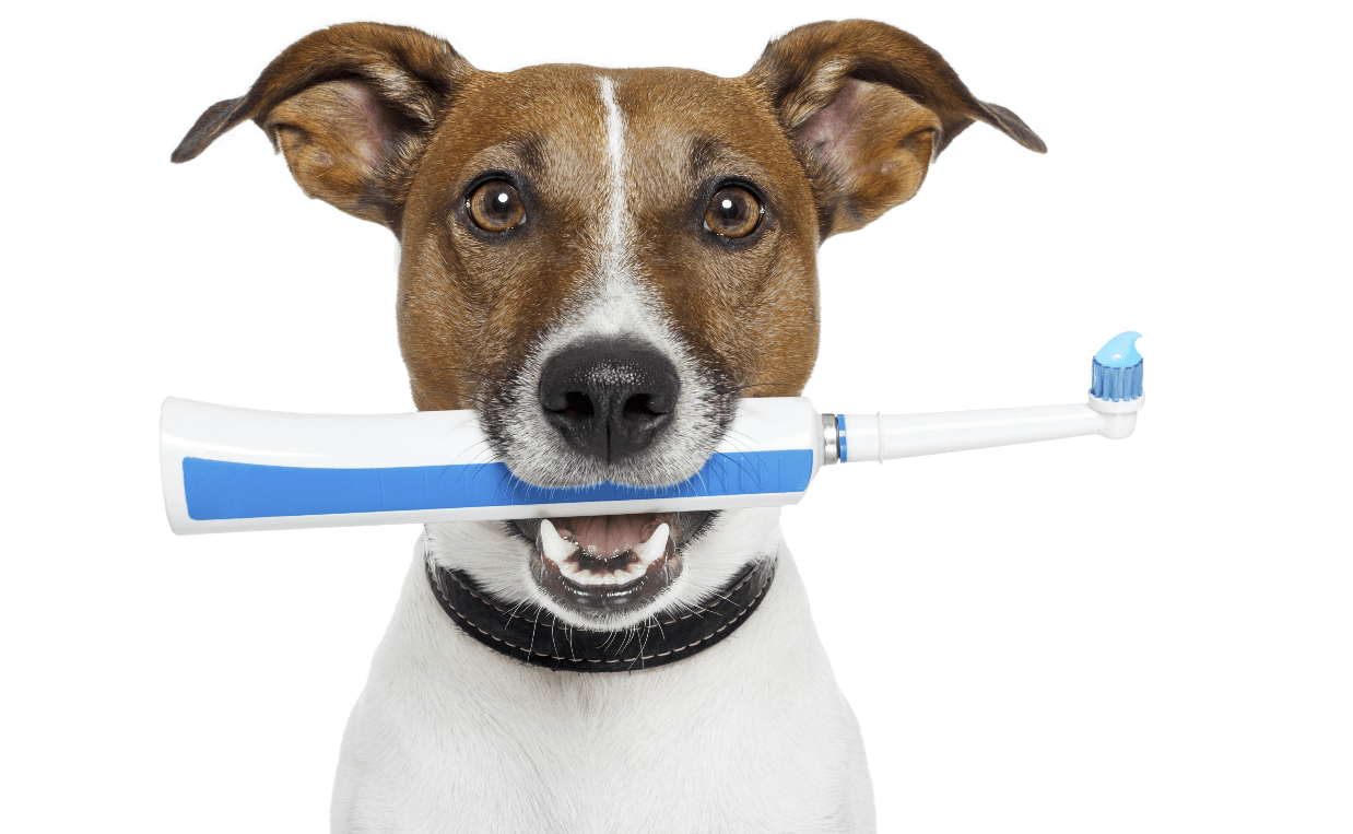 dog tooth brush jack russell