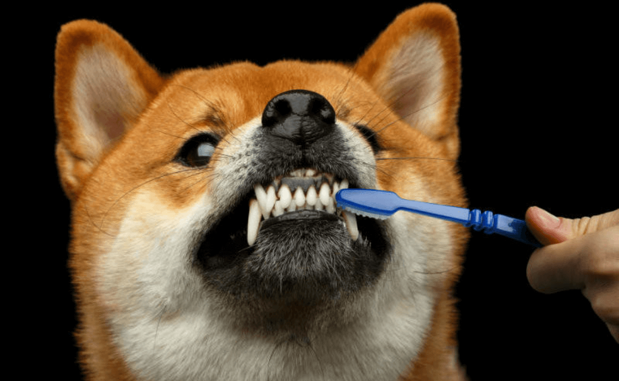 dog tooth brush