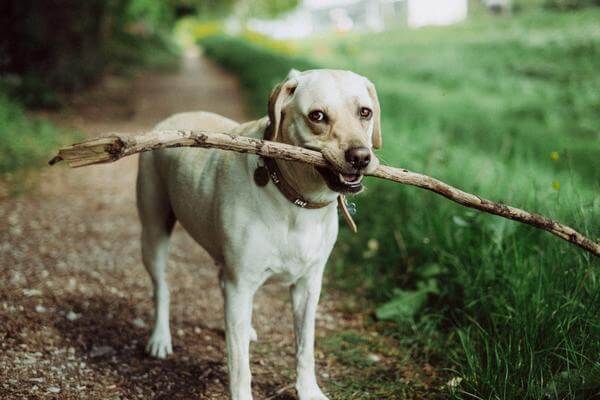 wood sticks dangerous for dogs