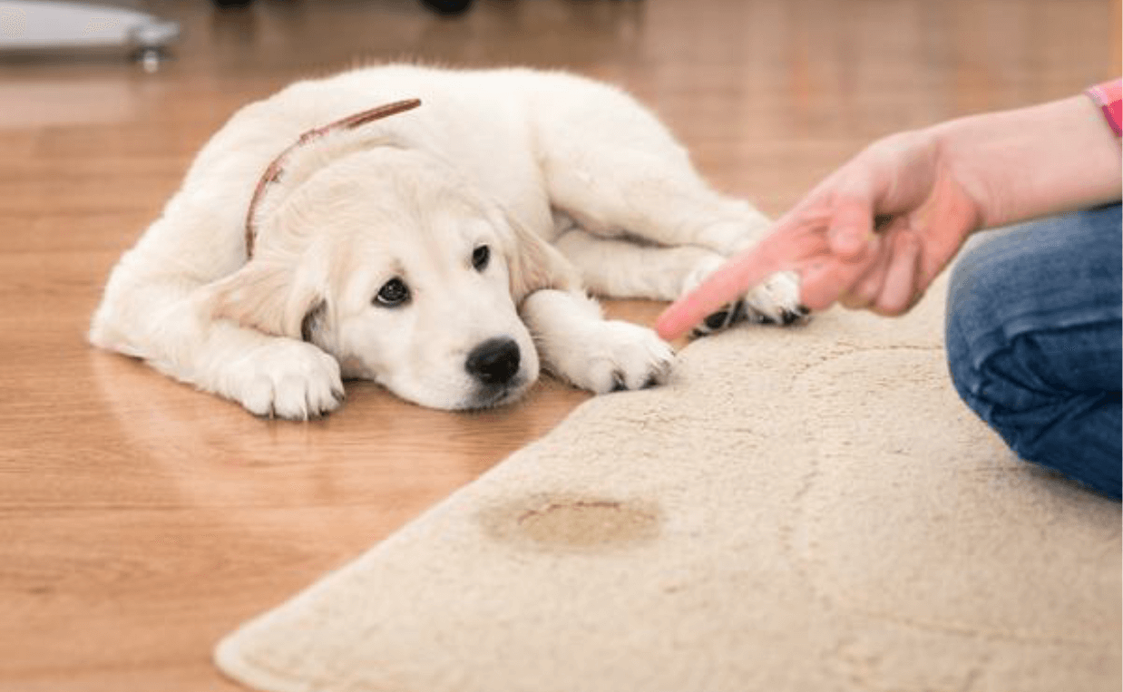 naughty puppy peed on rug
