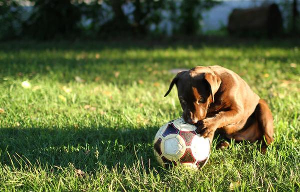 puppy playing in backyard