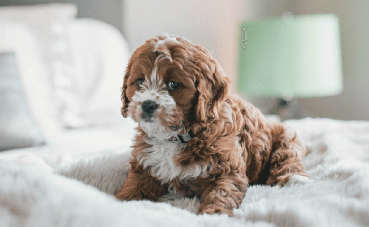 puppy on bed