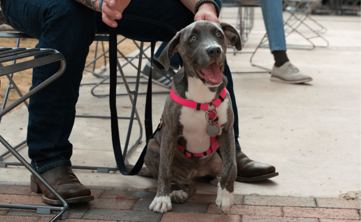 puppy out with owner