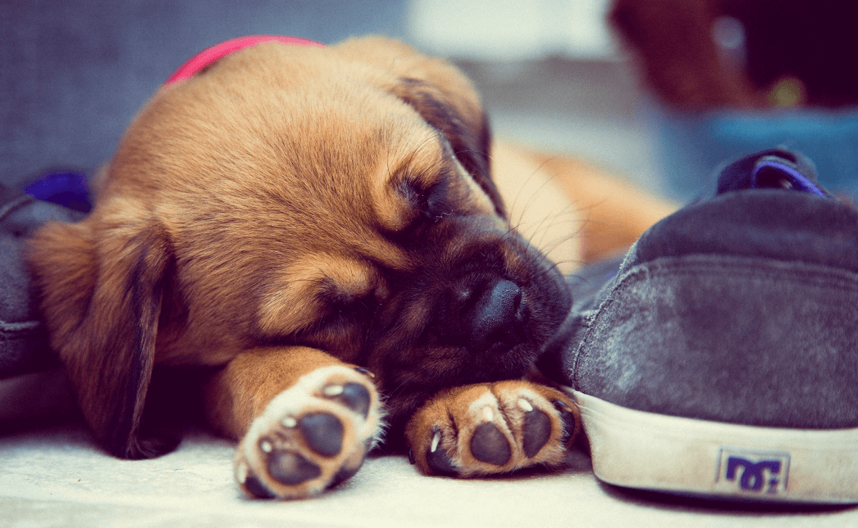 puppy sleeping next to shoe