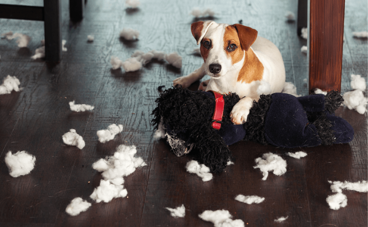 puppy tore up stuffed toy