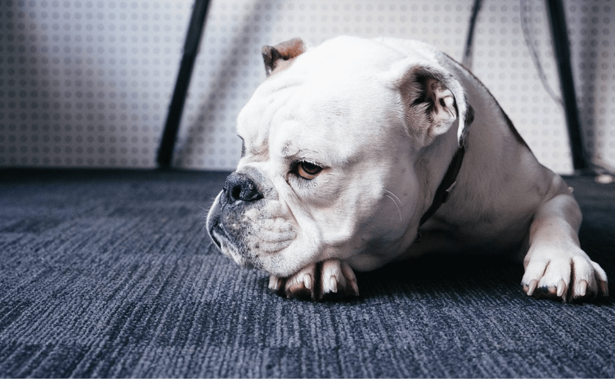 sad bulldog