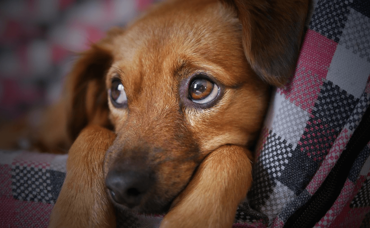 sad puppy blanket