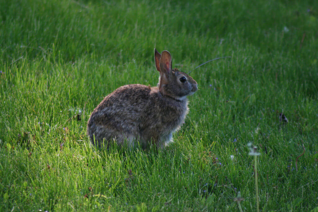 wild rabbit dangerous for dogs