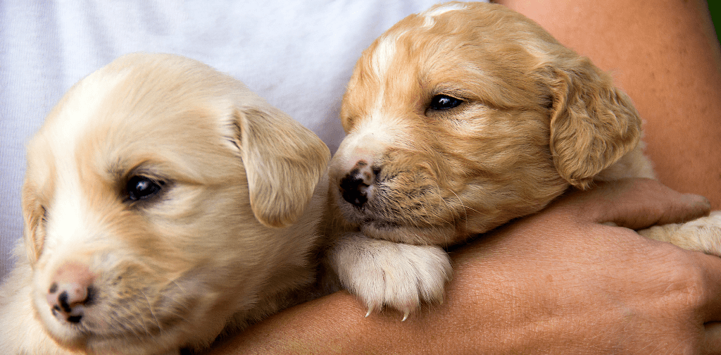 What Everyone Should Know About Puppy Mills
