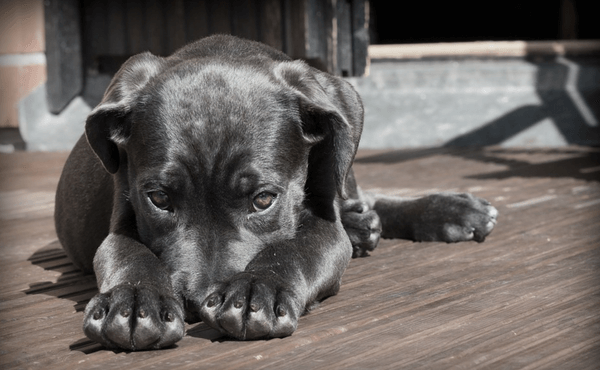 busive conditions and practices exist in commercial dog breeding facilities across the country. 