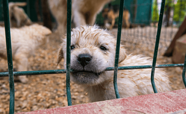 How Dogs Are Treated in Puppy Mills