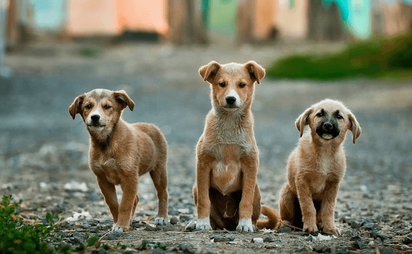 Puppy Mill Rescues Have Been a Part of the Canine Campus Family