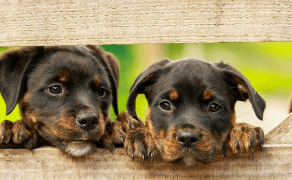 Puppy Mill Dogs Often Have Health Problems