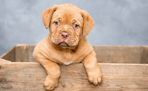 Puppy Mill Dogs Often Have Behavioral Problems