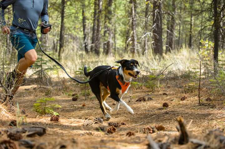 • Keep pets in a fenced yard or on a leash when outside the home or yard