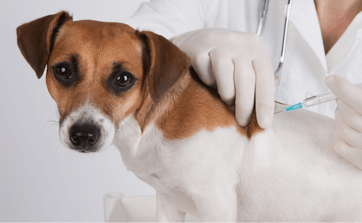 dog dental vaccine