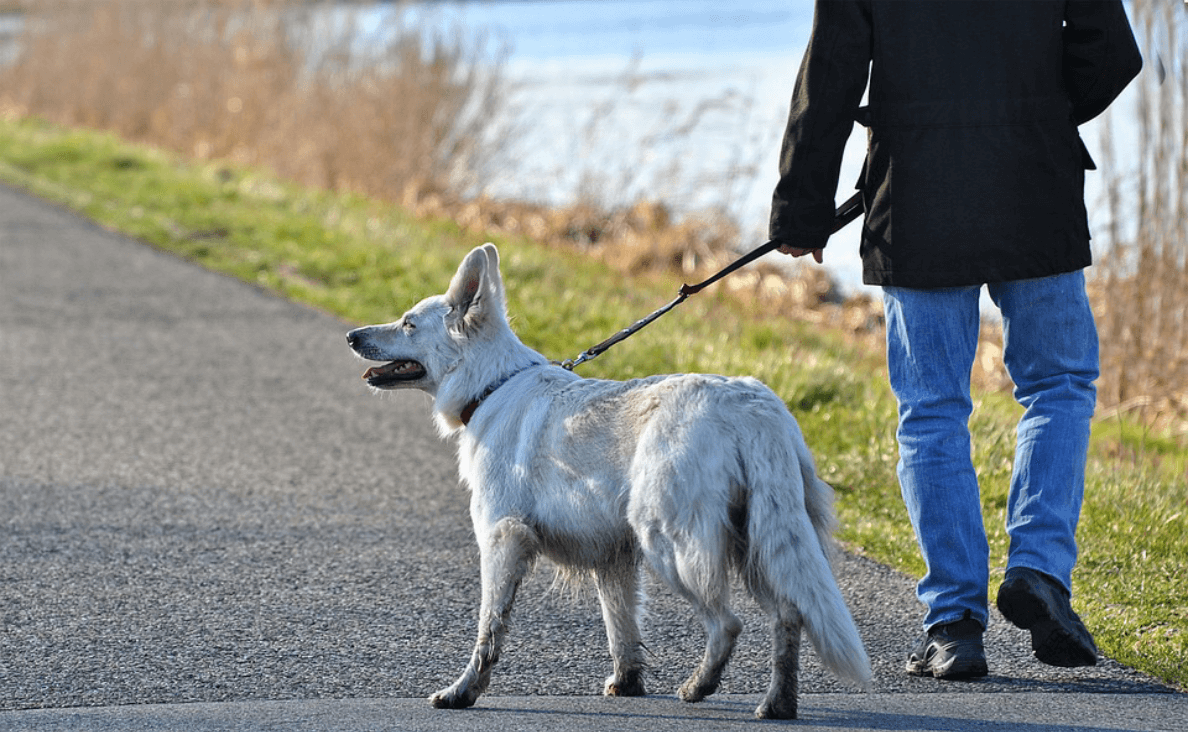 Walking as a pack is a natural group activity for dogs