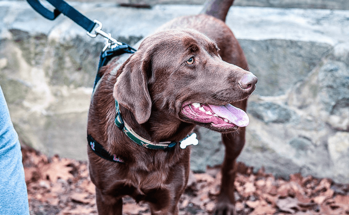 dog panting while on walk