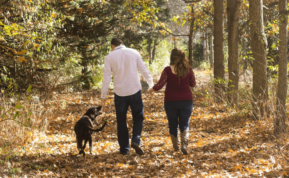 Bring your dog to Canine Campus to get more exercise. 