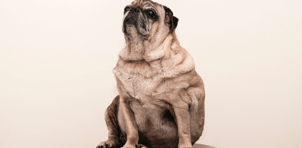 5 Tips for Preventing Obesity in Your Dog