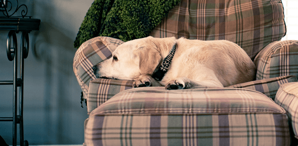 5 Reasons to Adopt a Senior Dog