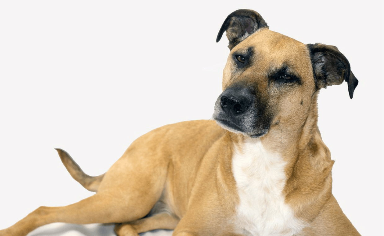 black mouth cur with floppy ears